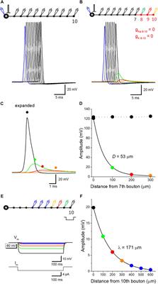 Modeling Analysis of Axonal After Potential at Hippocampal Mossy Fibers